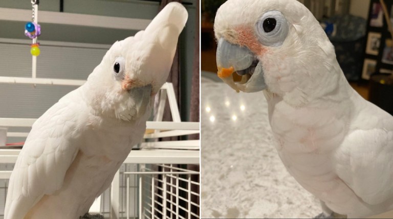 50 Year Old Cockatoo Barks Like a Dog