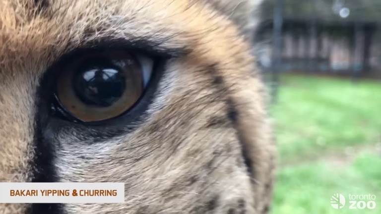 Cheetah Vocalizations