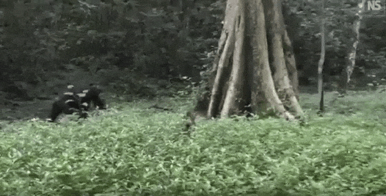 Chimps Drum on Trees