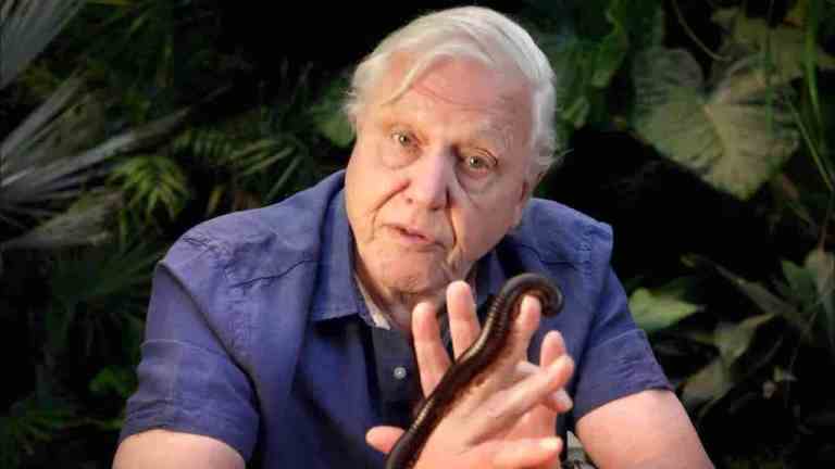 David Attenborough Millipede Movement