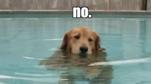 Dog Refuses to Leave Pool