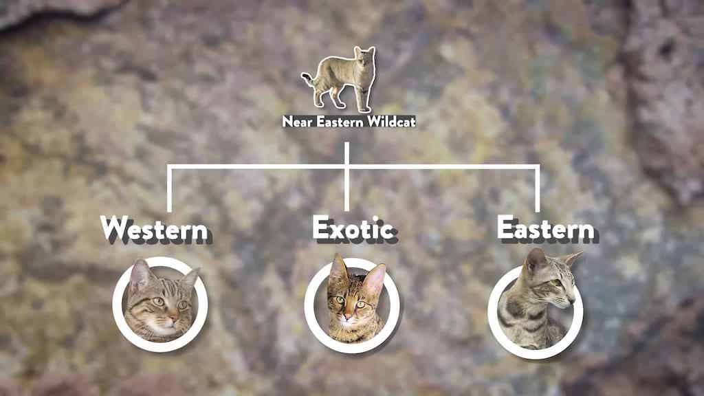 how-domestic-cats-originated-from-a-single-wildcat-species-over-10-000