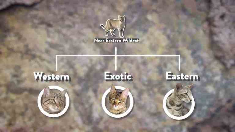 Domestic Cats Came From Single Source