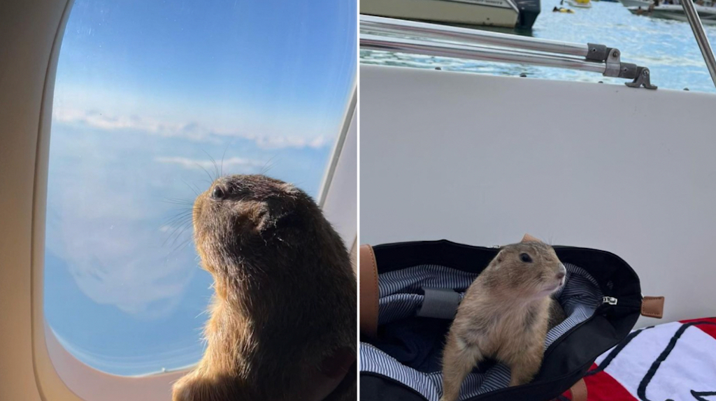 Domesticated Prairie Dog Travels Across the United States With His Humans