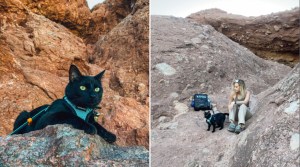 Hiking Cat With Human