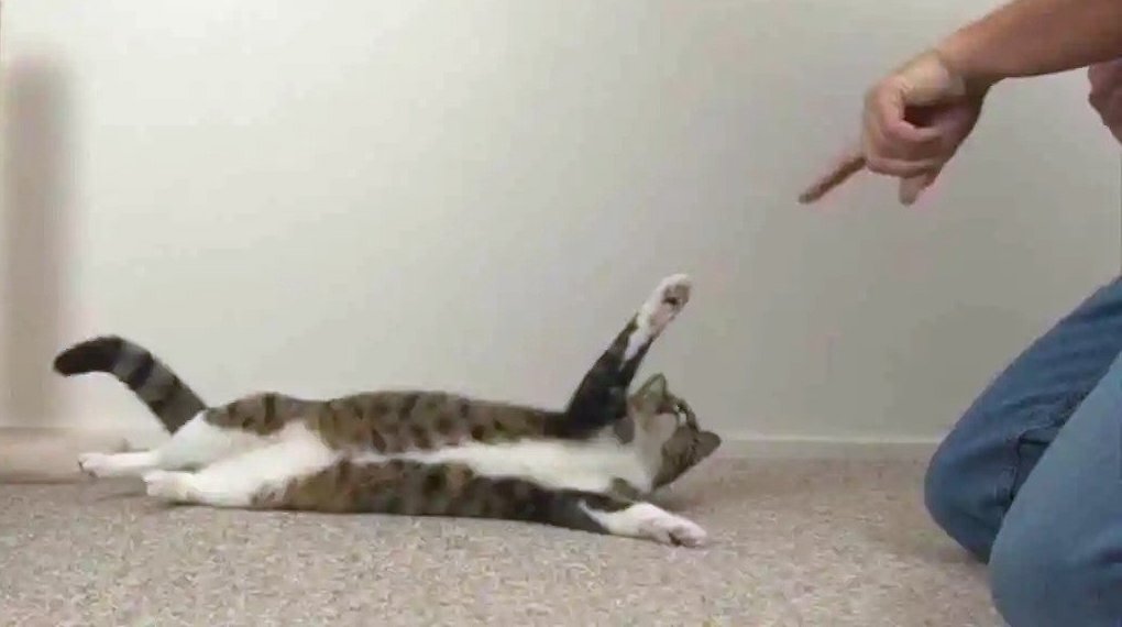 How to Teach a Cat to Roll Over