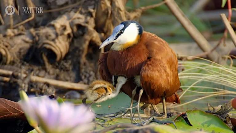 Jacana Dad Rescues his Chicks from a Crocodile