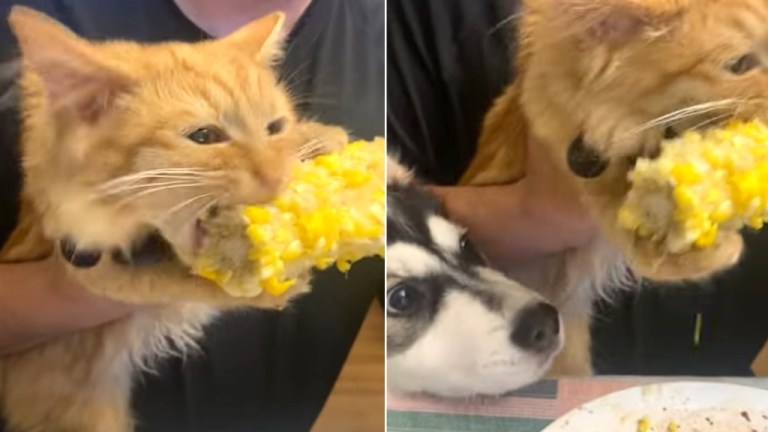 Kitten Eats Corn on Cob