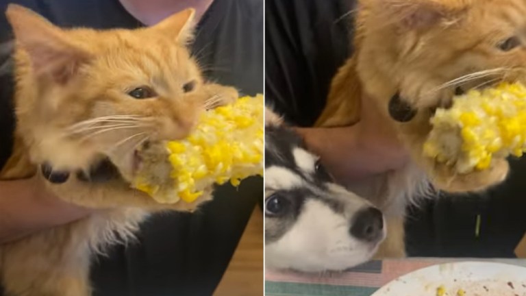 Kitten Munches Corn on Cob