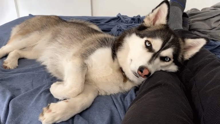 Luna Husky Corgi Mix