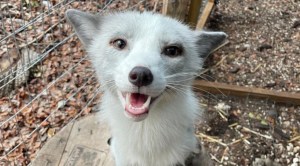 Rescued Fox Sounds Like Fax Machine