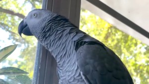 Talking Parrot Says Glass