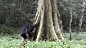 Ugandan Chimps Drum on Trees