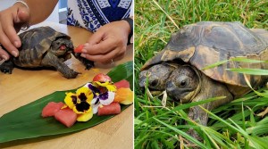 Worlds Oldest Two Headed Tortoise Turns 25