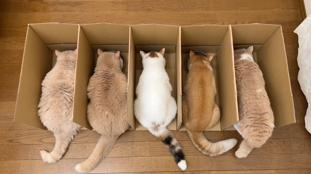 cardboard cat separator for food