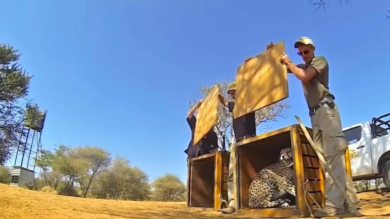 Animals Being Released