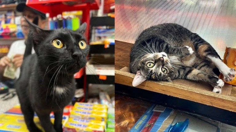 Bodega Cats