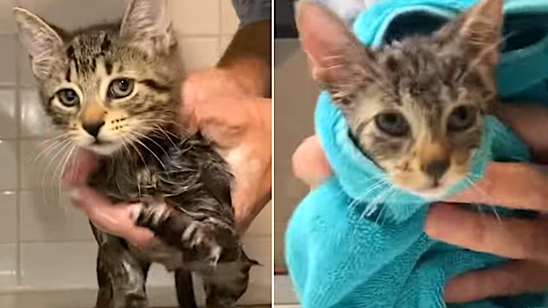 Brooklyn Bodega Kitten Spa Day