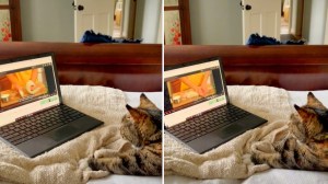 Cat Makes Biscuits While Watching Baking Video