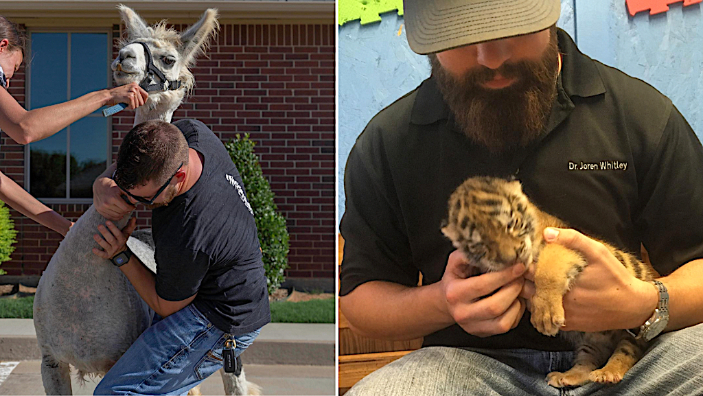 Oklahoma Doctor Provides Chiropractic Care to All Types of Wild and  Domestic Animals