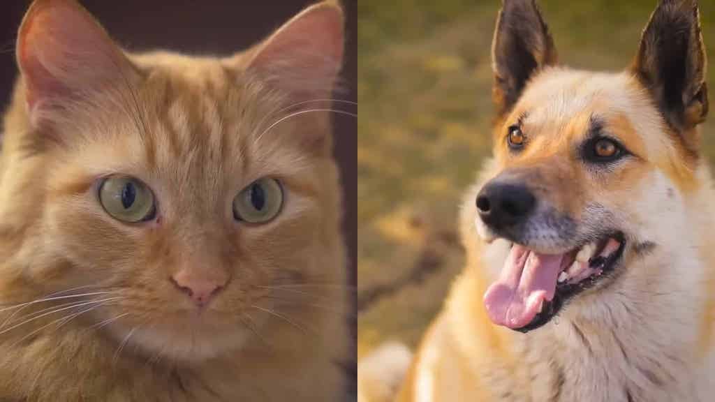 The Evolutionary Differences Between Cats and Dogs