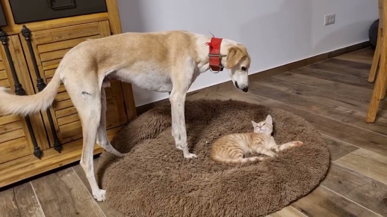 Dog Asks Cat to Leave Bed