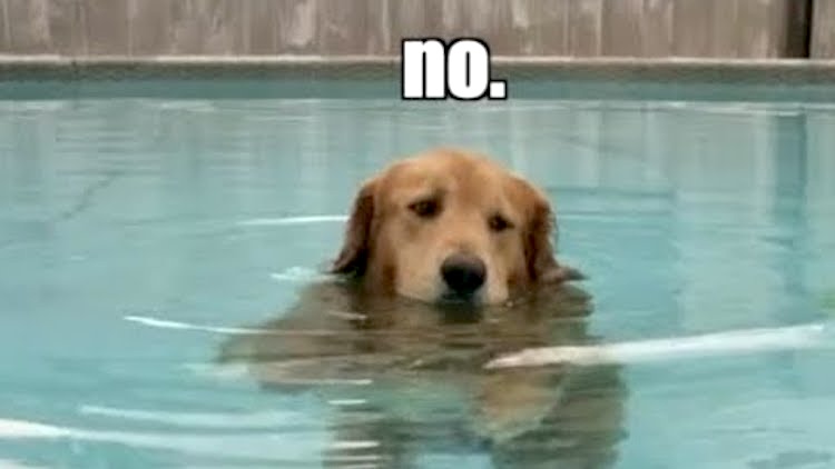 Duke Dog Refuses to Leave Pool