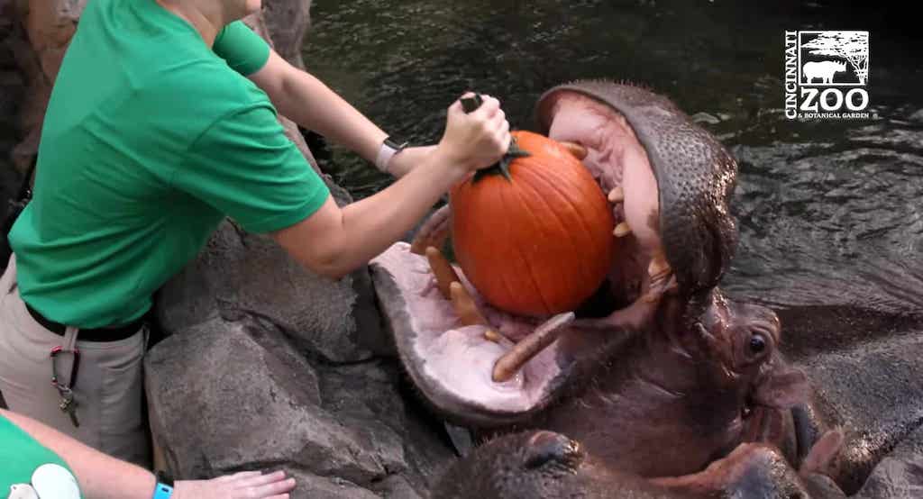 Hungry Hippos Whole Pumpkins