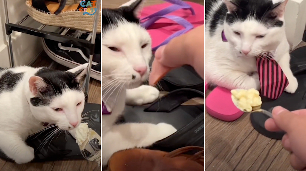'Melon be Smellin', A WellDressed Cat Smells Random Food That Her