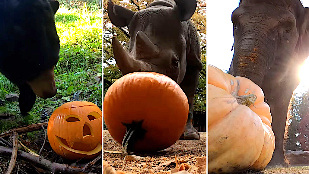 Oregon Zoo Animals Devour Pumpkins