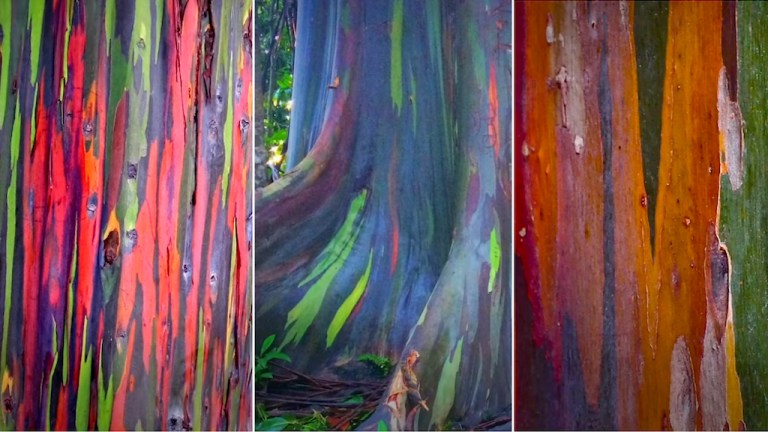 Rainbow Eucalyptus