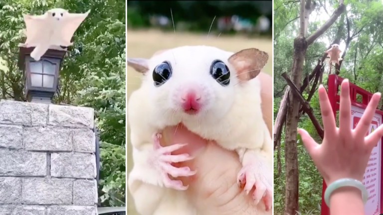 Sugar Glider Flies Into Humans Hand