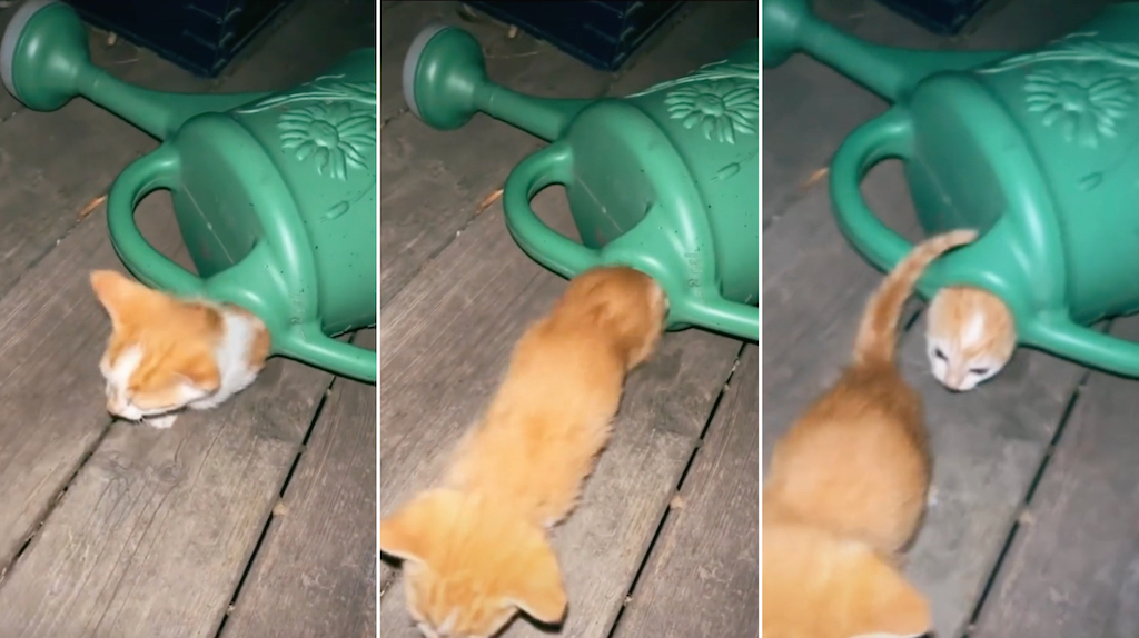 Watering Can Cat Generator