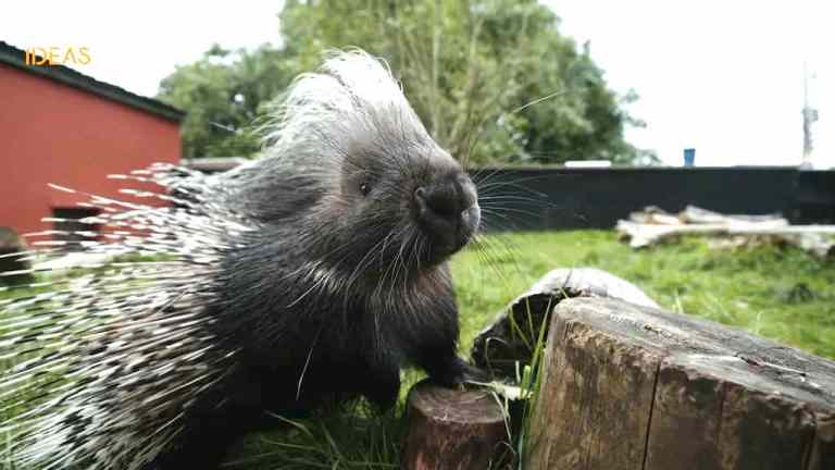 Animal Whiskers