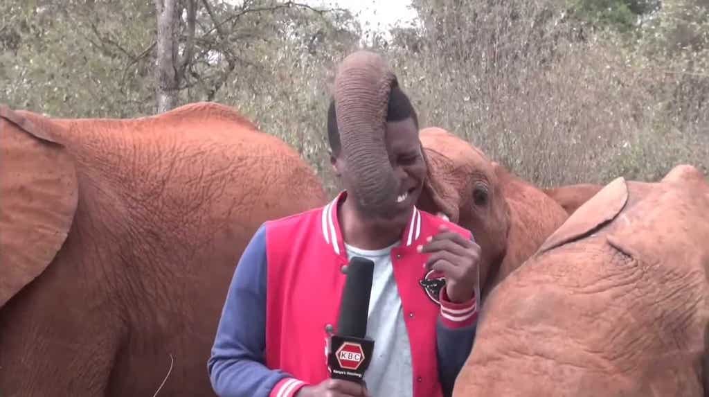 Baby Elephant Plays With Journalist