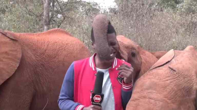 Baby Elephant Plays With Journalist