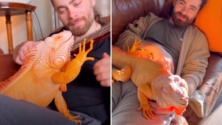 Blind Orange Iguana Bond With Human