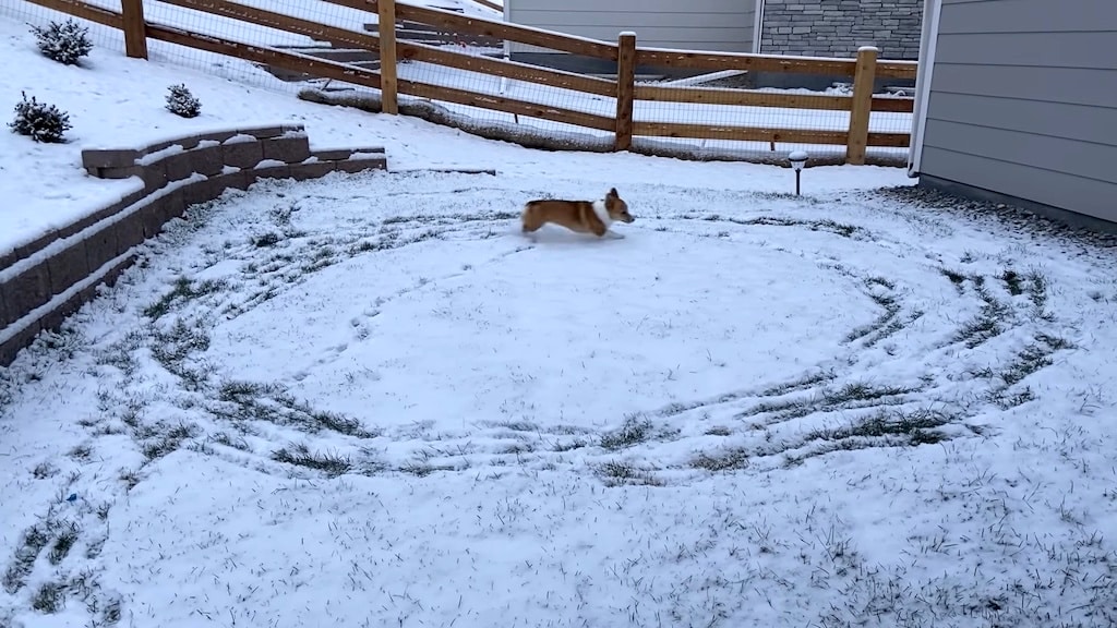 Corgi Runs Snow Circles