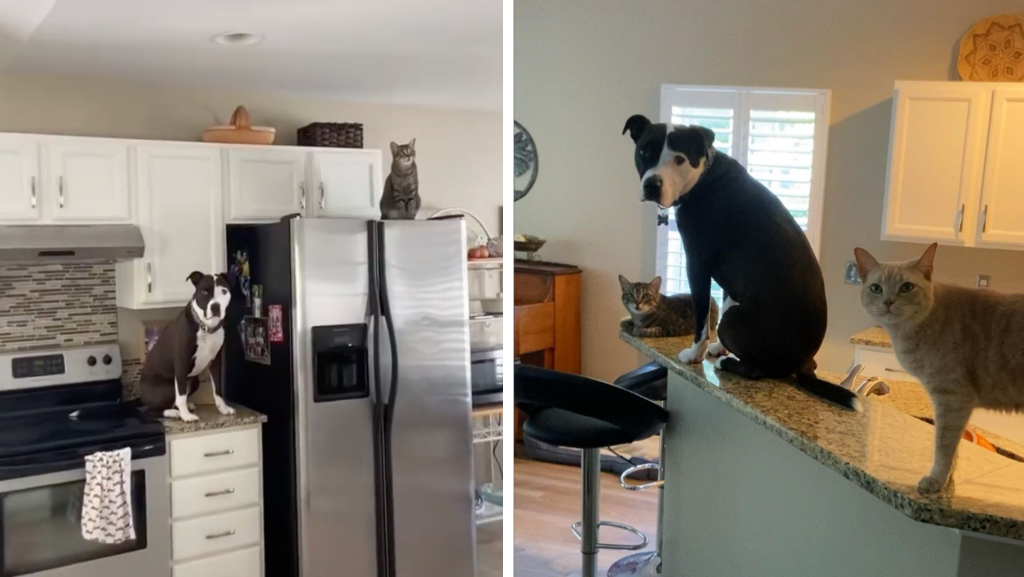 Silly Dog Jumps Onto Kitchen Counters Like a Cat