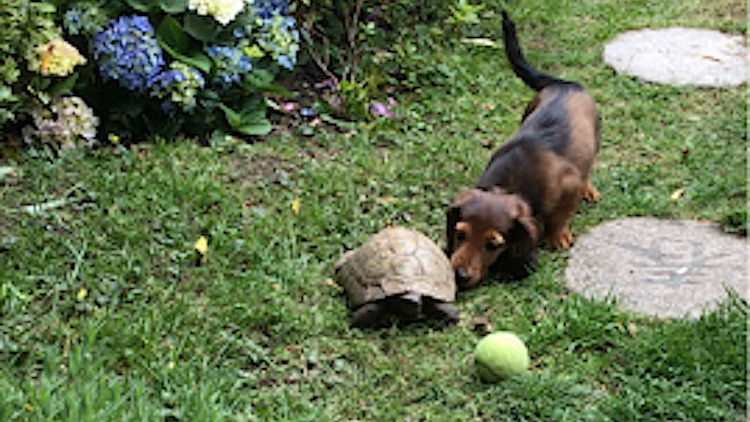 Dog and Tortoise Soccer