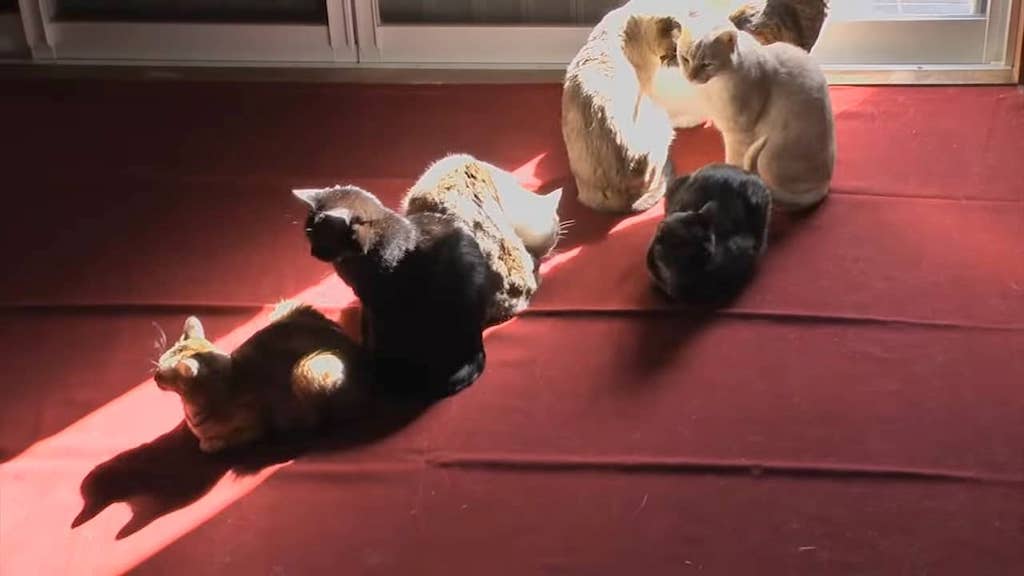 Eight Cats Follow Sunbeam
