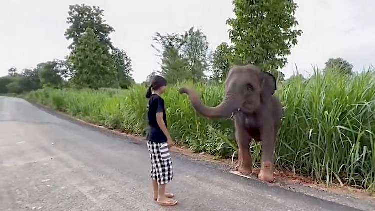 Elephant Thanks Woman