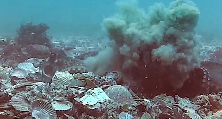 Female Octopus Thrown Debris on Harasser