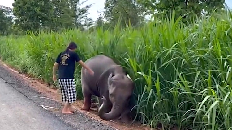 Girl Saves Elephant From Mud