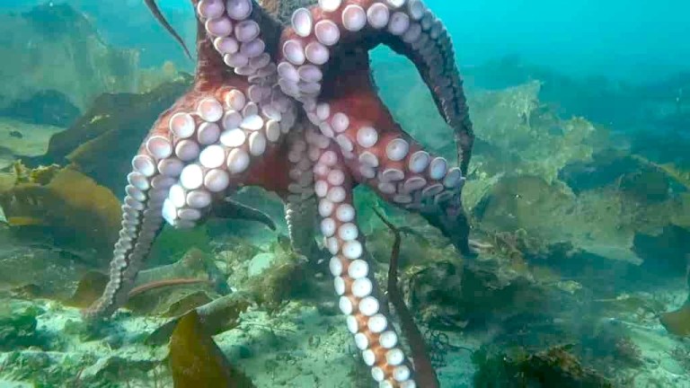 Octopus Hugs Divers