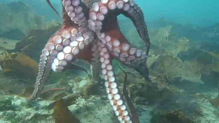 Octopus Hugs