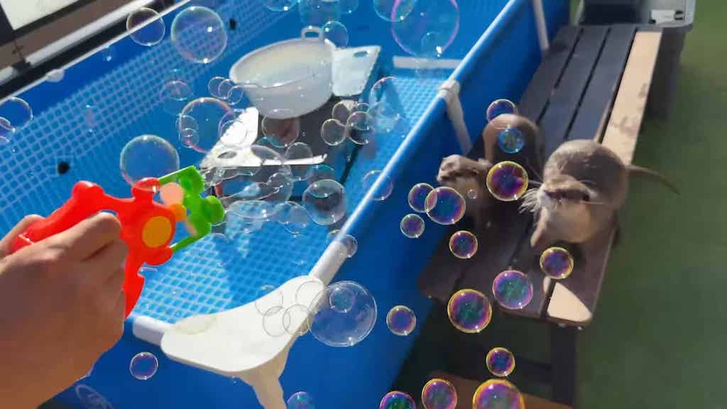 Otters React to Bubble Blower