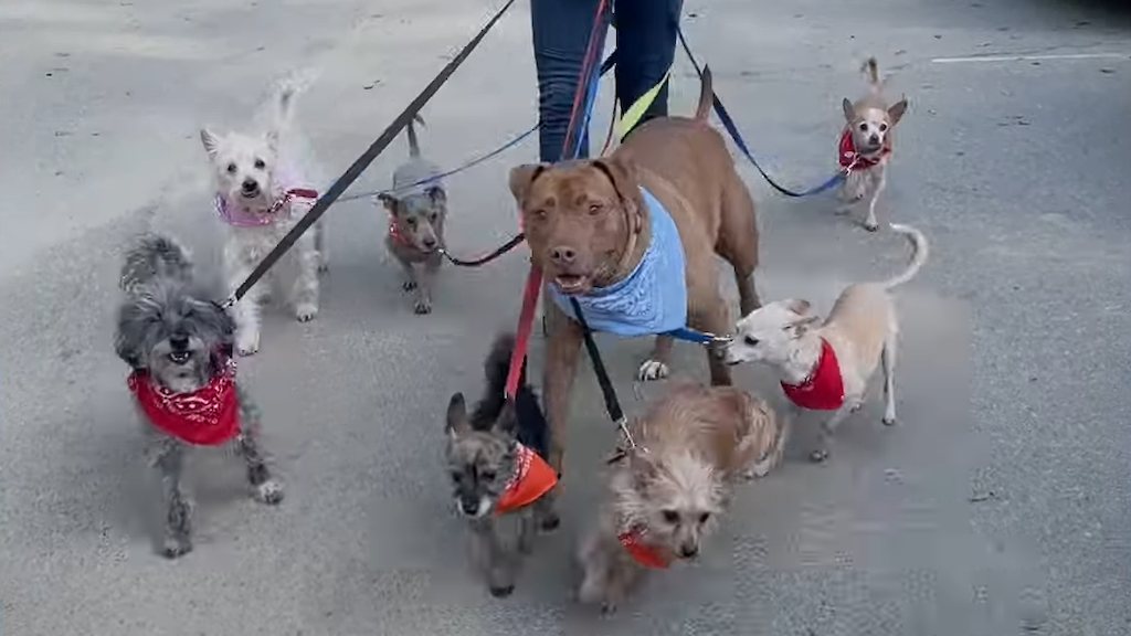 Rescued Pit Bull Thinks Hes Tiny