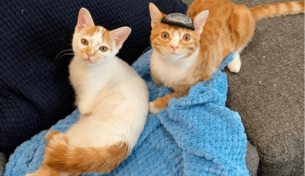 Special Needs Kittens