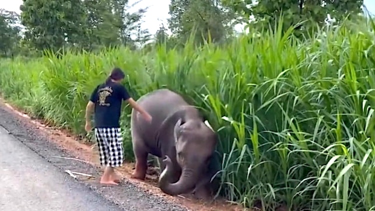 Woman Saves Elephant Suck in Mud